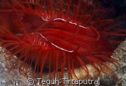 Electric Clam, it might not be a very well composed pictu... by Teguh Tirtaputra 